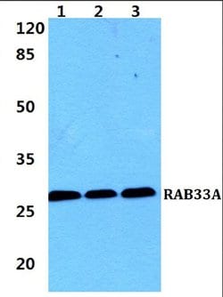 Invitrogen RAB33A Polyclonal Antibody 100 &mu;L; Unconjugated:Antibodies,