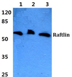 Invitrogen RFTN1 Polyclonal Antibody 100 &mu;L | Buy Online | Invitrogen&trade; | Fisher Scientific
