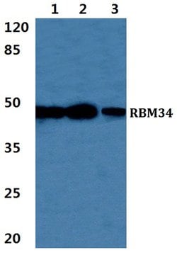 Invitrogen RBM34 Polyclonal Antibody 100 μL; Unconjugated:Antibodies,
