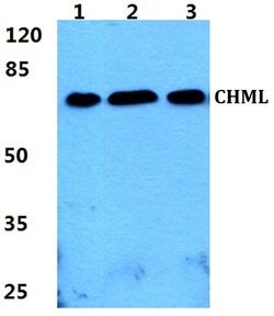 Invitrogen CHML Polyclonal Antibody 100 &mu;L; Unconjugated:Antibodies,
