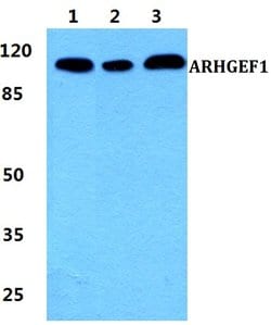 Invitrogen ARHGEF1 Polyclonal Antibody 100 &mu;L; Unconjugated:Antibodies,