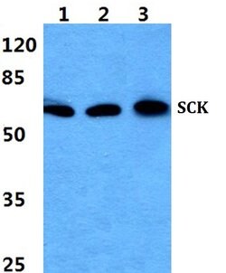 Invitrogen SCK Polyclonal Antibody 100 &mu;L; Unconjugated:Antibodies,