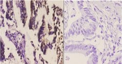 Invitrogen SSBP2 Polyclonal Antibody 100 &mu;L; Unconjugated:Antibodies,