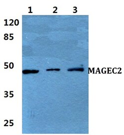 Invitrogen MAGEC2 Polyclonal Antibody 100 &mu;L; Unconjugated:Antibodies,