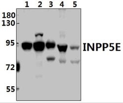 Invitrogen INPP5E Polyclonal Antibody 100 &mu;L; Unconjugated:Antibodies,