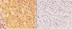 Invitrogen Agrin Polyclonal Antibody 100 &mu;L; Unconjugated:Antibodies,