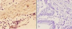 Invitrogen Agrin Polyclonal Antibody 100 &mu;L; Unconjugated:Antibodies,