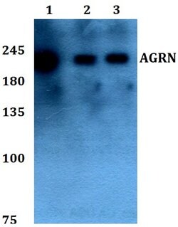 Invitrogen Agrin Polyclonal Antibody 100 &mu;L; Unconjugated:Antibodies,