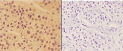 Invitrogen ALDH3B2 Polyclonal Antibody 100 &mu;L; Unconjugated:Antibodies,