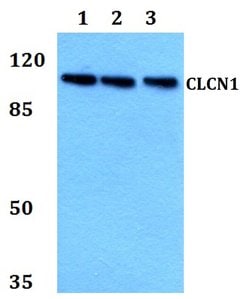 Invitrogen CLCN1 Polyclonal Antibody 100 &mu;L; Unconjugated:Antibodies,