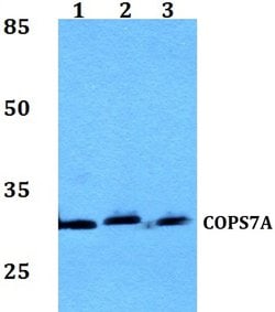 Invitrogen COPS7A Polyclonal Antibody 100 &mu;L; Unconjugated:Antibodies,