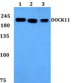 Invitrogen DOCK11 Polyclonal Antibody 100 &mu;L; Unconjugated:Antibodies,
