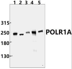 Invitrogen POLR1A Polyclonal Antibody 100 &mu;L; Unconjugated:Antibodies,