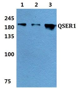 Invitrogen QSER1 Polyclonal Antibody 100 &mu;L; Unconjugated:Antibodies,