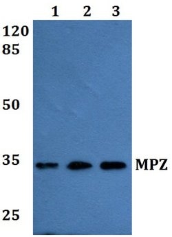 Invitrogen MPZ Polyclonal Antibody 100 &mu;L; Unconjugated:Antibodies,