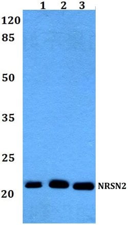 Invitrogen Neurensin 2 Polyclonal Antibody 100 &mu;L; Unconjugated:Antibodies,