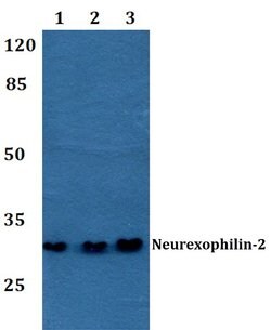 Invitrogen NXPH2 Polyclonal Antibody 100 &mu;L; Unconjugated:Antibodies,