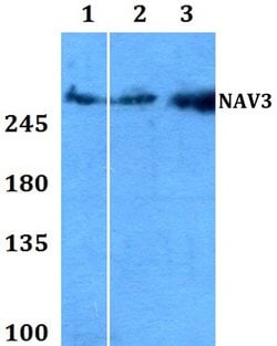 Invitrogen NAV3 Polyclonal Antibody 100 &mu;L; Unconjugated:Antibodies,