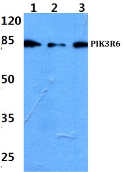 Invitrogen PIK3R6 Polyclonal Antibody 100 &mu;L; Unconjugated:Antibodies,