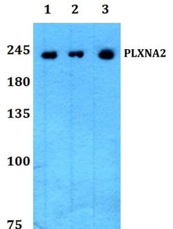 Invitrogen Plexin A2 Polyclonal Antibody 100 μL; Unconjugated:Antibodies,