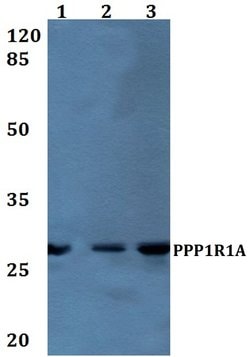 Invitrogen PPP1R1A Polyclonal Antibody 100 &mu;L; Unconjugated:Antibodies,