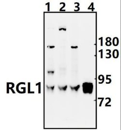 Invitrogen RGL1 Polyclonal Antibody 100 &mu;L; Unconjugated:Antibodies,