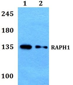 Invitrogen RAPH1 Polyclonal Antibody 100 &mu;L; Unconjugated:Antibodies,