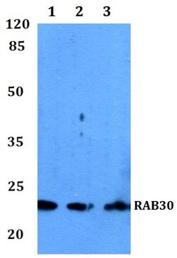 Invitrogen RAB30 Polyclonal Antibody 100 &mu;L; Unconjugated:Antibodies,
