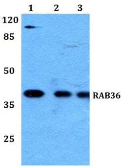Invitrogen RAB36 Polyclonal Antibody 100 &mu;L; Unconjugated:Antibodies,