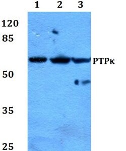 Invitrogen PTPRK Polyclonal Antibody 100 &mu;L; Unconjugated:Antibodies,