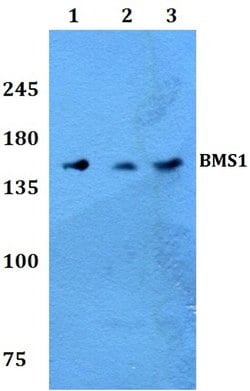 Invitrogen BMS1 Polyclonal Antibody 100 &mu;L; Unconjugated:Antibodies,