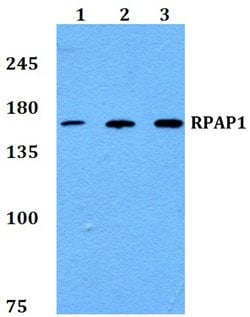 Invitrogen RPAP1 Polyclonal Antibody 100 &mu;L; Unconjugated:Antibodies,