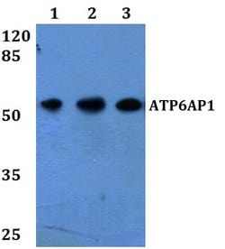 Invitrogen ATP6AP1 Polyclonal Antibody 100 &mu;L; Unconjugated:Antibodies,