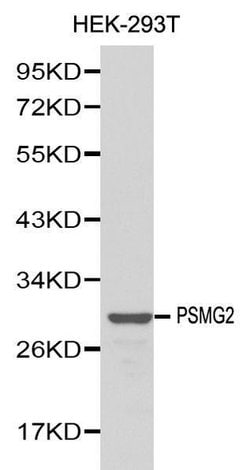 Invitrogen PSMG2 Polyclonal Antibody 100 &mu;L; Unconjugated:Antibodies,