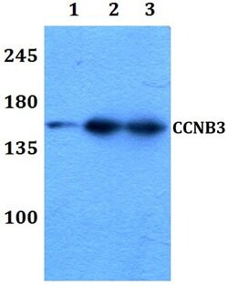 Invitrogen Cyclin B3 Polyclonal Antibody 100 &mu;L; Unconjugated:Antibodies,