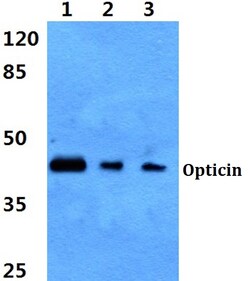 Invitrogen Opticin Polyclonal Antibody 100 &mu;L; Unconjugated:Antibodies,
