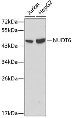 Invitrogen NUDT6 Polyclonal Antibody 100 &mu;L; Unconjugated:Antibodies,