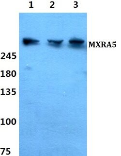 Invitrogen MXRA5 Polyclonal Antibody 100 &mu;L; Unconjugated:Antibodies,