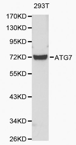 Invitrogen C19orf10 Polyclonal Antibody 100 &mu;L; Unconjugated:Antibodies,