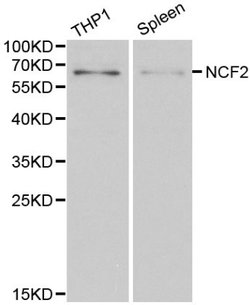 Invitrogen NCF2 Polyclonal Antibody 100 &mu;L; Unconjugated:Antibodies,