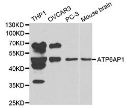 Invitrogen ATP6AP1 Polyclonal Antibody 100 &mu;L; Unconjugated:Antibodies,