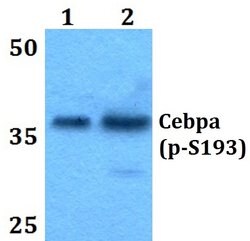 Invitrogen Phospho-C/EBP alpha (Ser193) Polyclonal Antibody 100 &mu;L;