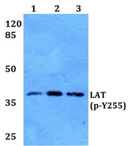 Invitrogen Phospho-LAT (Tyr255) Polyclonal Antibody 100 &mu;L | Buy Online | Invitrogen&trade; | Fisher Scientific