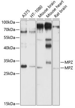 Invitrogen MPZ Polyclonal Antibody 100 &mu;L; Unconjugated:Antibodies,