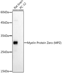 Invitrogen MPZ Polyclonal Antibody 100 &mu;L; Unconjugated:Antibodies,
