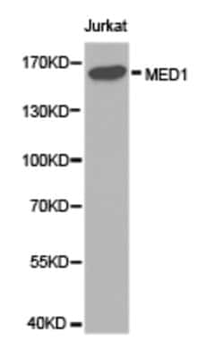 Invitrogen TRAP220 Polyclonal Antibody 100 &mu;L; Unconjugated:Antibodies,