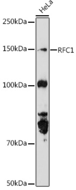 Invitrogen RFC1 Polyclonal Antibody 100 &mu;L; Unconjugated:Antibodies,