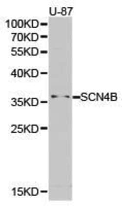 Invitrogen SCN4B Polyclonal Antibody 100 &mu;L; Unconjugated:Antibodies,