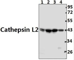 Invitrogen Cathepsin V Polyclonal Antibody 100 &mu;L; Unconjugated:Antibodies,