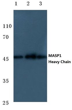 MASP1 Polyclonal Antibody:Antibodies, Polyclonal